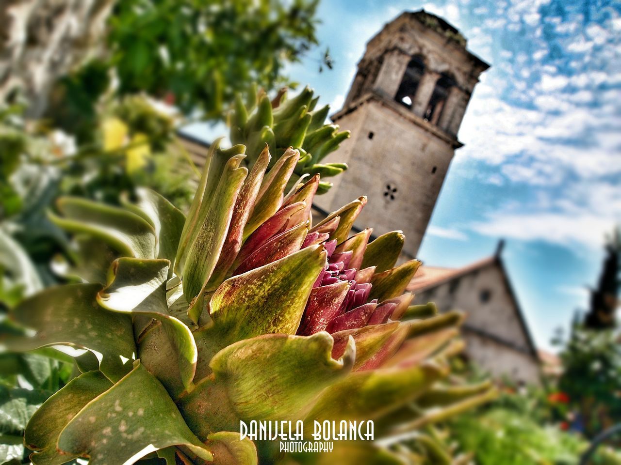 no people, day, outdoors, architecture, nature, building exterior, growth, flower, close-up, sky, fragility, freshness