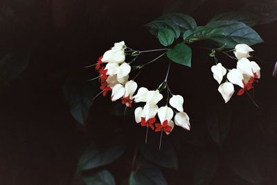 Close-up of flowers growing on tree at night