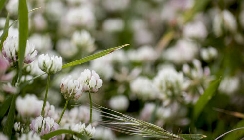 Close-up of white flowering plant