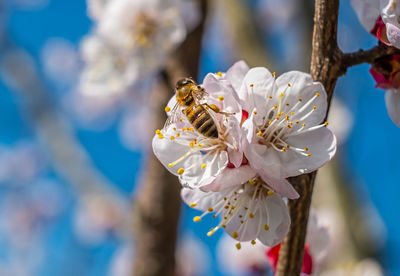 Bee at work on a apricot blossom during spring