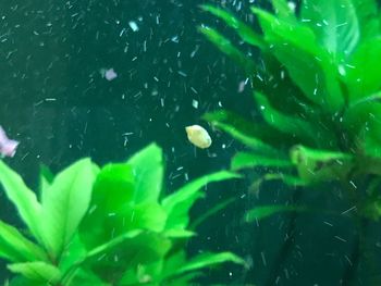 High angle view of fish swimming in water