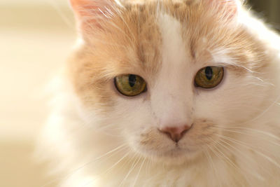 Close-up portrait of a cat