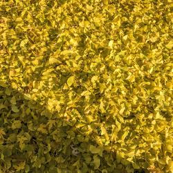 Full frame shot of yellow leaves