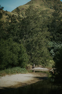 Scenic view of lake in forest