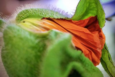 Close-up of green leaf on plant