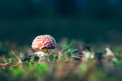 Close-up of mushroom growing on field