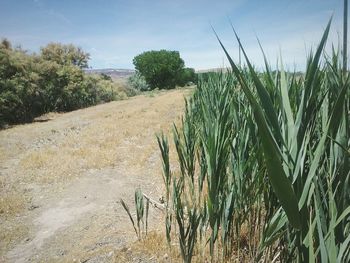 Wheat growing on field against sky