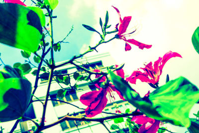 Low angle view of pink flowering plant against sky