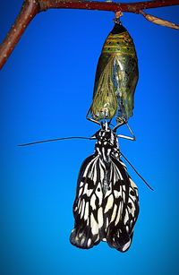 Low angle view of insect