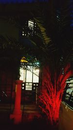 Palm trees at night
