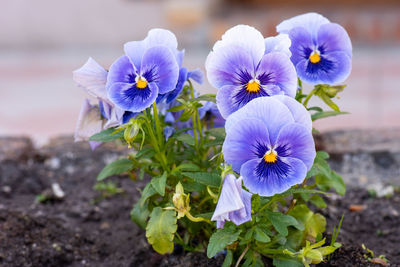 Close-up of purple flowering plant