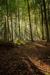 Trees growing in forest