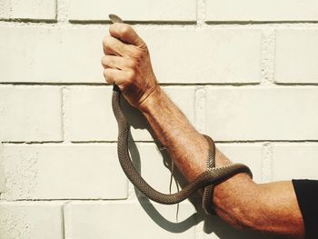 Cropped hand of man holding snake against wall