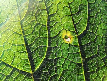 Full frame shot of green leaf