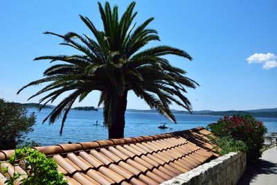 Palm tree by sea against blue sky