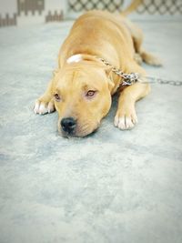 Portrait of dog lying on floor