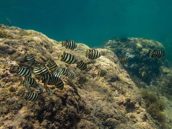 Close-up of turtle in sea