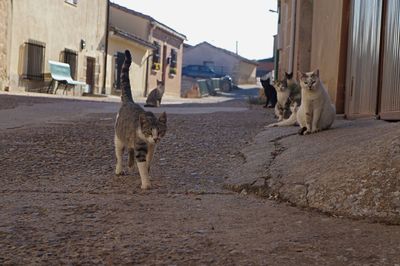 Cats on street in city