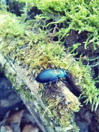 High angle view of insect on leaf