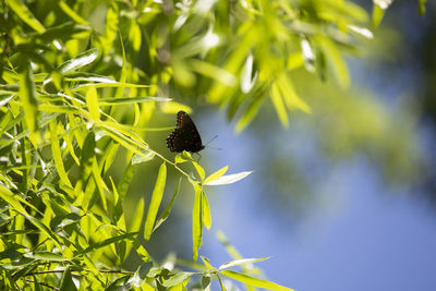 Red-spotted purple butterfly limenitis arthemis perched on a tree twig