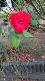 Close-up of pink flowering plants