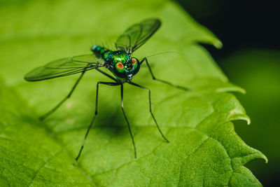 Close-up of insect on leaf