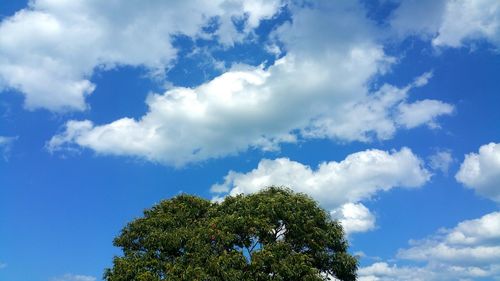 Low angle view of trees against blue sky