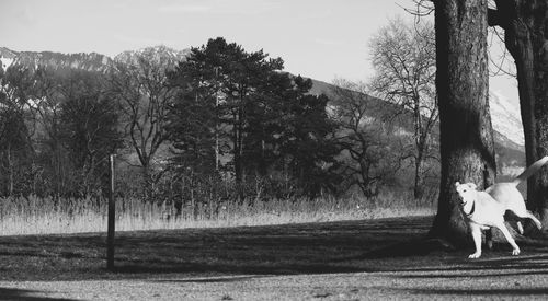 Dog on bare trees against sky