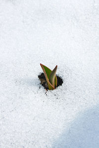 High angle view of leaf on snow