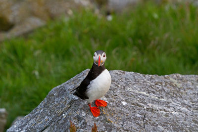 Close-up of an atlantic puffin