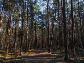 Dirt road amidst trees in forest