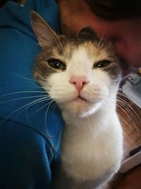 Close-up of cat sitting at home