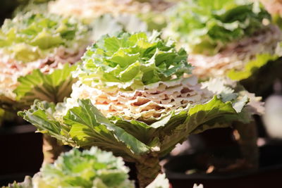 Close-up of vegetables