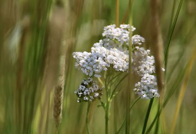 Close-up of white flowering plant on field