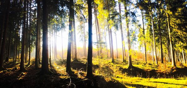 Sunlight streaming through trees in forest