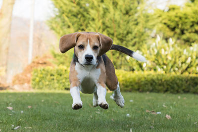 Close-up of puppy on grass