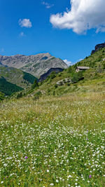 Scenic view of grassy field against sky