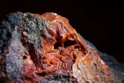 Close-up of damaged tree trunk