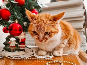 Close-up of cat sitting on christmas tree