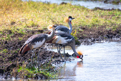 Crowned cranes in the grassland of the ngorongoro crater conservation area. safari concept. 