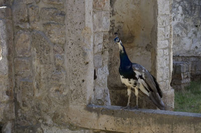 Bird perching on stone wall