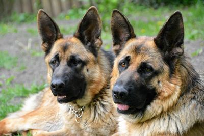 Close-up of dogs on field