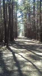 Dirt road amidst trees in forest