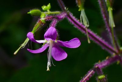 Close-up of purple flowering plant