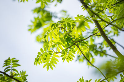 Beautiful rowan tree branches with leaves during spring season.