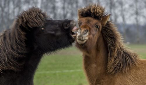 Close-up of two cats on field