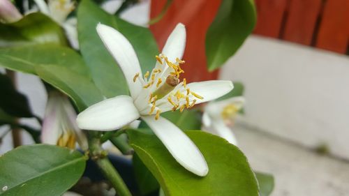 Close-up of white flowers