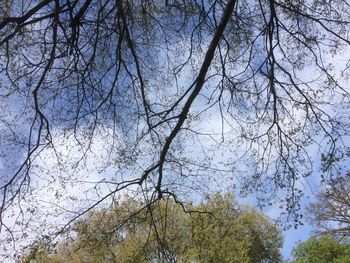 Low angle view of bare trees against clear sky