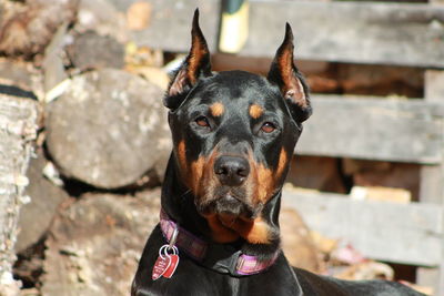 Close-up portrait of dog