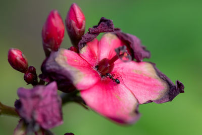 Close-up of wilted pink flower